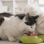 Preventing Cross-Feeding Between Your Pets